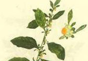 鹿活草多少錢(qián)？鹿活草有什么用？