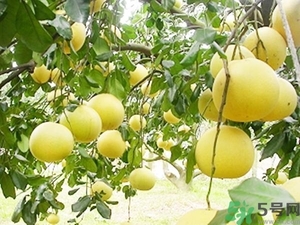 柚子的瓤是紅色正常嗎？柚子里面是紅色的能吃嗎？