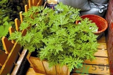 驅(qū)蚊草可以驅(qū)蚊嗎？驅(qū)蚊草有用嗎？