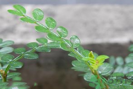 驅(qū)蚊草可以驅(qū)蚊嗎？驅(qū)蚊草有用嗎？