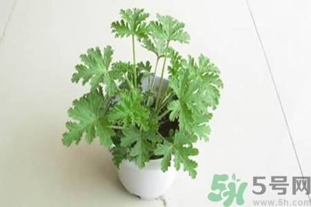 驅(qū)蚊草孕婦可以聞嗎？驅(qū)蚊草對孕婦有害嗎？