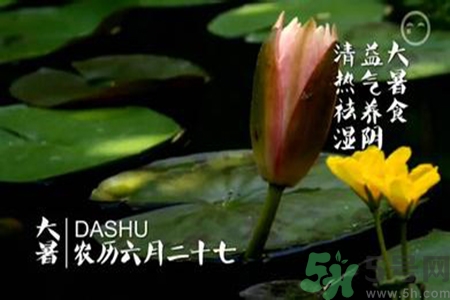大暑吃什么養(yǎng)生？大暑吃什么好？