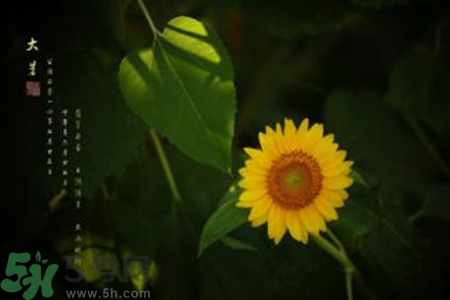 大暑吃什么水果？大暑吃什么水果養(yǎng)生？