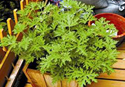 驅蚊草孕婦可以聞嗎？驅蚊草對孕婦有害嗎？