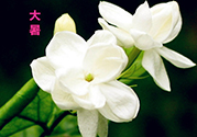 大暑是入伏嗎？大暑是最熱的時候嗎？