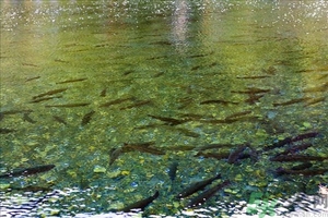 洪水里的魚能吃嗎？洪水里的魚可不可以吃？