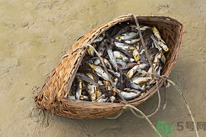 洪水里的魚能吃嗎？洪水里的魚可不可以吃？