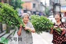 夏天可以用艾草驅(qū)蚊嗎？夏天可不可以用艾草驅(qū)蚊？