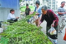 夏天可以用艾草驅(qū)蚊嗎？夏天可不可以用艾草驅(qū)蚊？