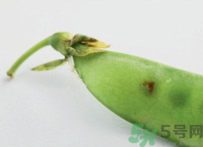 煮豌豆怎么做好吃？煮豌豆的做法