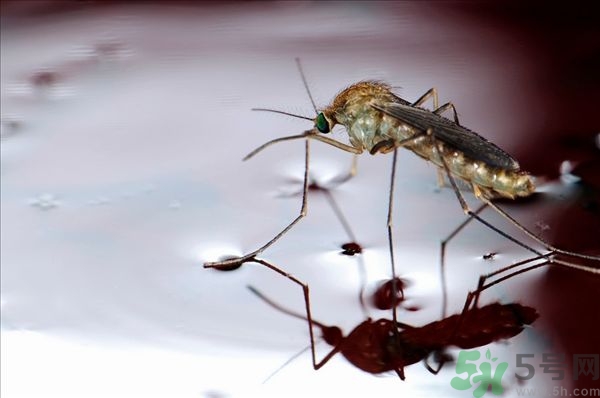 蚊子叮的癢怎么辦？蚊子叮的大包怎么辦？