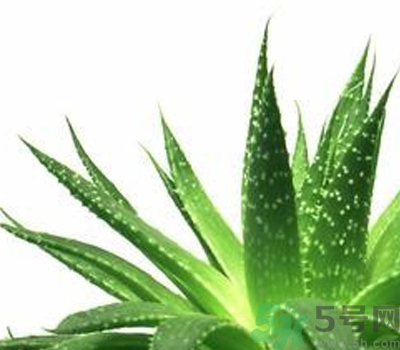 蘆薈膠會堵塞毛孔嗎？蘆薈膠應該怎么用？