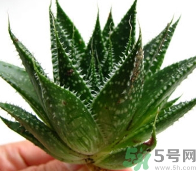 蘆薈膠會(huì)堵塞毛孔嗎？蘆薈膠應(yīng)該怎么用？