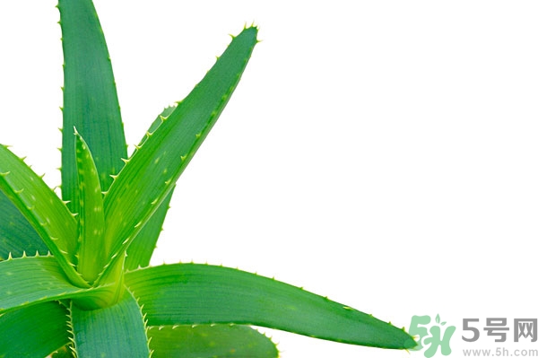 蘆薈能去斑嗎？蘆薈膠會(huì)使皮膚變黑嗎？