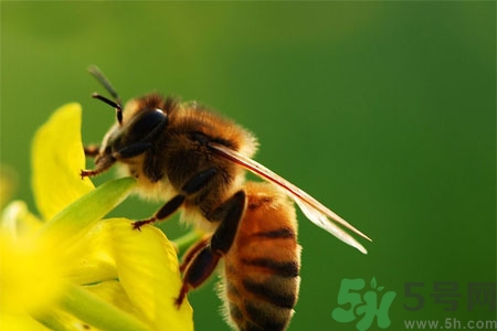 被蜜蜂蟄了怎么辦？被蜜蜂蟄了如何處理？
