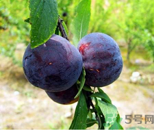 孕婦可以吃黑布林嗎？孕婦吃黑布林的好處？