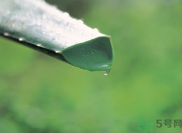 蘆薈能治痱子嗎？長痱子用什么藥？