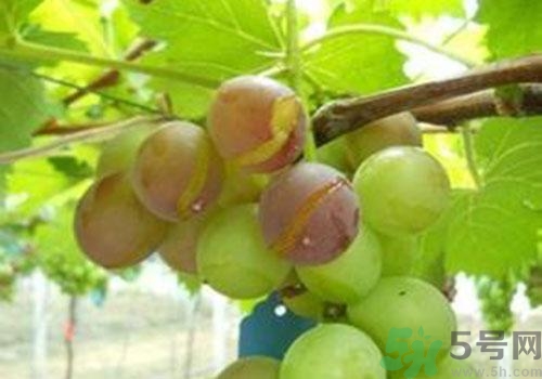 葡萄是幾月份的水果？葡萄什么時(shí)候上市？