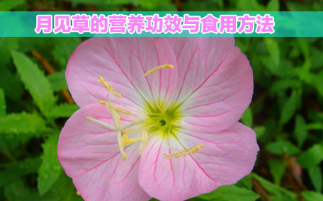 月見(jiàn)草膠囊感冒能吃嗎？感冒能吃月見(jiàn)草膠囊嗎？