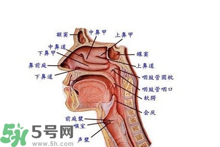 慢性咽炎的發(fā)病因素？慢性咽炎的并發(fā)癥有哪些？