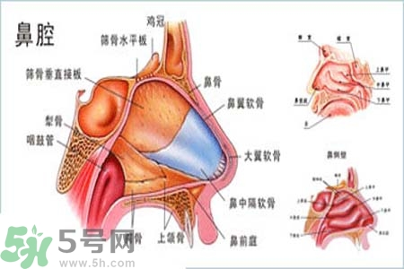 鼻竇炎的護理措施？鼻竇炎的飲食護理？
