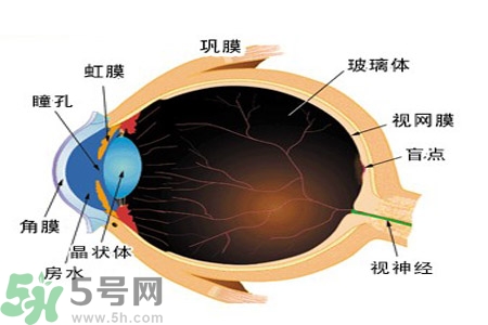 近視眼的護(hù)理措施？近視眼的飲食護(hù)理？