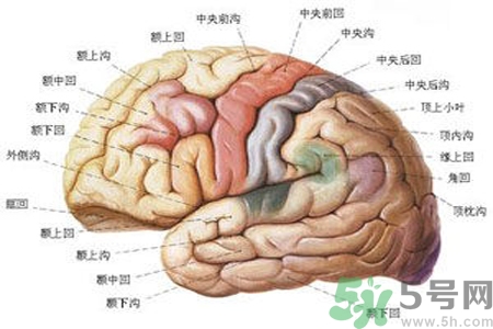 腦出血的治療方法是什么？腦出血可以用哪些藥物治療？