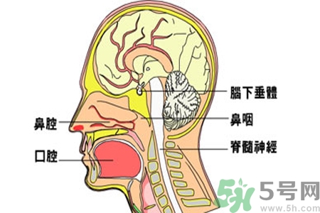 鼻咽癌的治療方法是什么？鼻咽癌可以用什么藥物治療？
