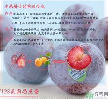 恐龍蛋水果孕婦可以吃嗎？恐龍蛋的禁忌