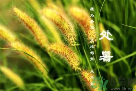 處暑喝什么茶？處暑養(yǎng)生茶推薦