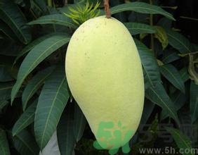 青芒和黃色芒果哪個(gè)好？青芒和黃色芒果的區(qū)別