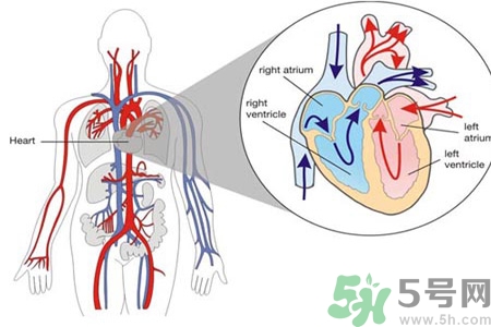 如何預(yù)防心臟??？心臟病的禁忌癥有哪些？