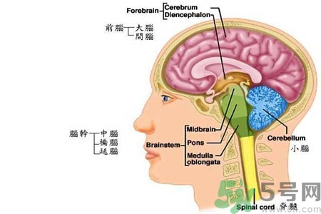 帕金森的易發(fā)人群有哪些？如何預(yù)防帕金森？
