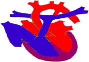 心臟病的癥狀是什么？心臟病的種類有哪些？