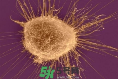 不宜過多食用辣椒的人群有哪些？夏天吃辣椒的好處有哪些？