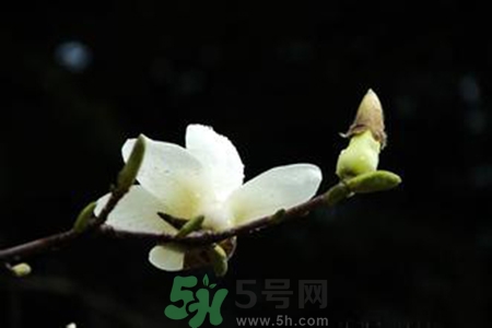 優(yōu)曇花是什么花？?jī)?yōu)曇花現(xiàn)實(shí)中有嗎？