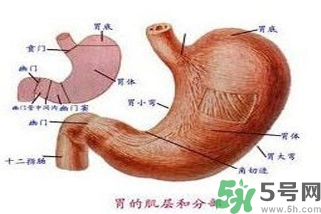 哪些食物幫你在酒后保養(yǎng)胃部？養(yǎng)胃護(hù)胃的誤區(qū)是什么？