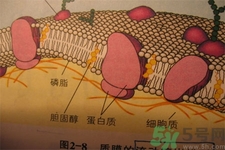 高膽固醇會影響胖瘦嗎？高膽固醇和胖瘦有關(guān)系嗎？
