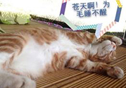 秋乏是什么原因？秋乏怎么辦？