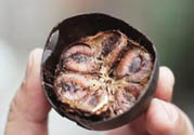 羅漢果可以治療慢性咽炎嗎？慢性咽炎中藥藥方推薦