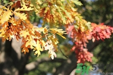 秋老虎如何謹防皮膚??？秋老虎如何預(yù)防皮膚病？
