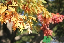 秋天換季病有哪些？秋天該如何保健養(yǎng)生呢？