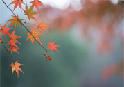 如何應(yīng)對秋老虎？秋老虎如何養(yǎng)生？