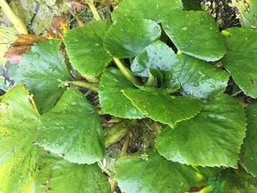 菱角和豬肉能一起吃嗎？菱角和什么不能一起吃？