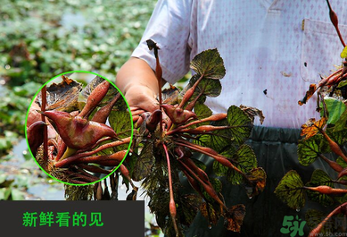 菱角是發(fā)物嗎？菱角是寒性的嗎？