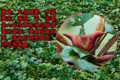 菱角是發(fā)物嗎？菱角是寒性的嗎？