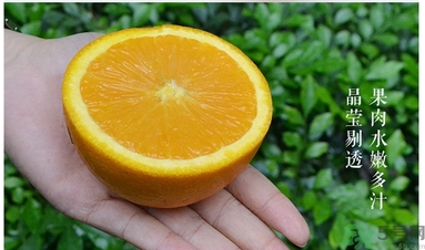 新奇士橙什么人不能吃？新奇士橙的禁忌