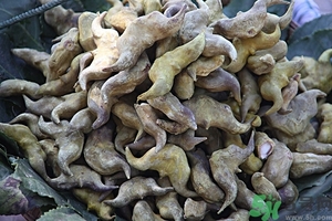 菱角是什么？菱角是什么季節(jié)成熟的？