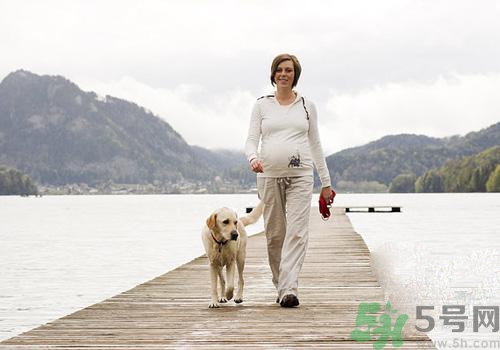 孕婦可以和狗狗在一起嗎？孕婦和狗狗接觸好不好？