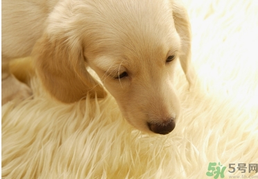 孕婦可以和狗狗在一起嗎？孕婦和狗狗接觸好不好？